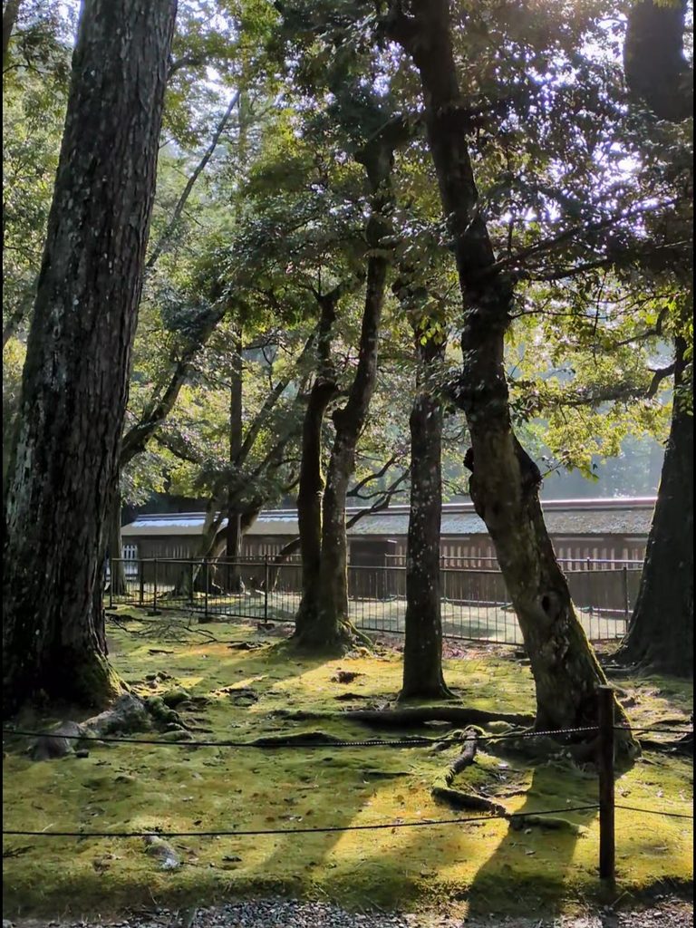 御本殿裏の松の写真