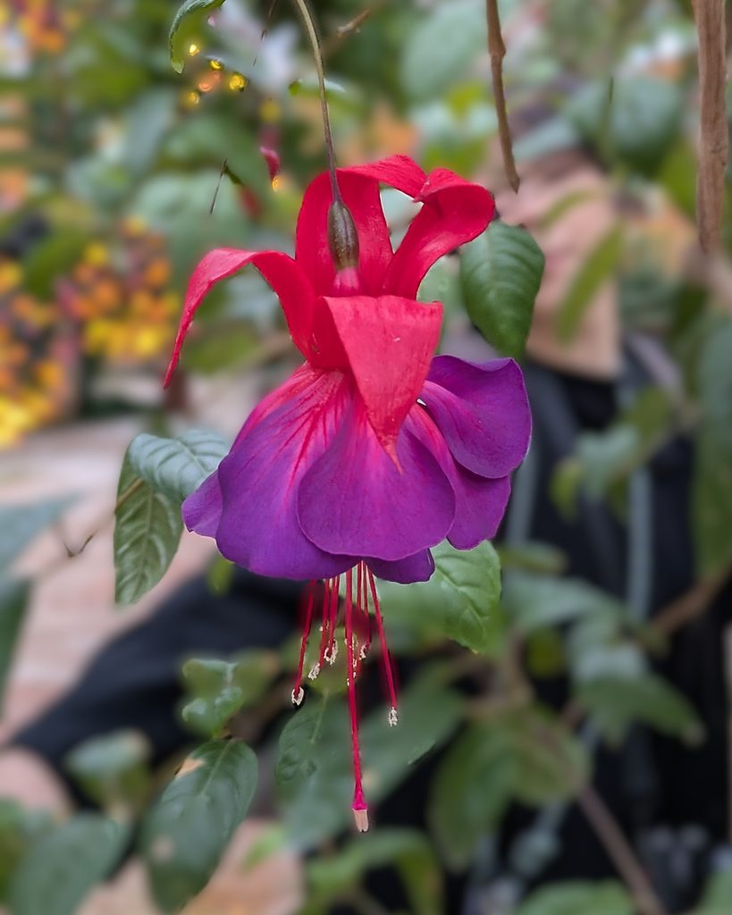 ダンスをしているような赤いかわいらしいお花の写真