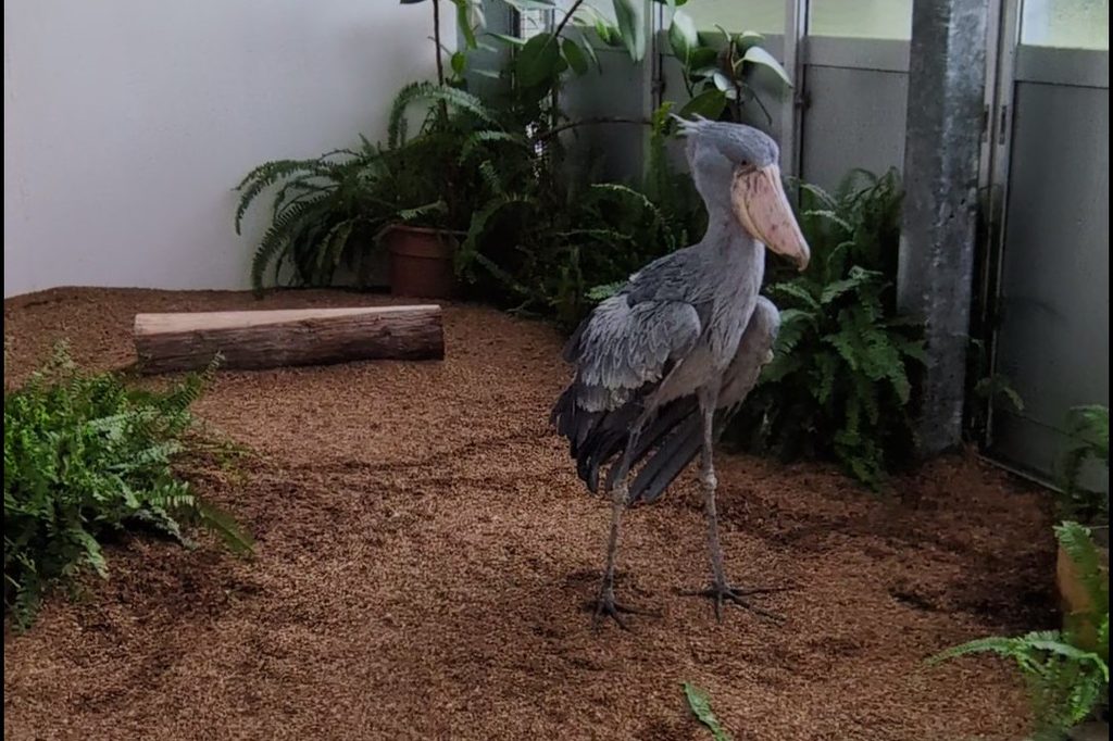飛んで着地したハシビロコウの写真