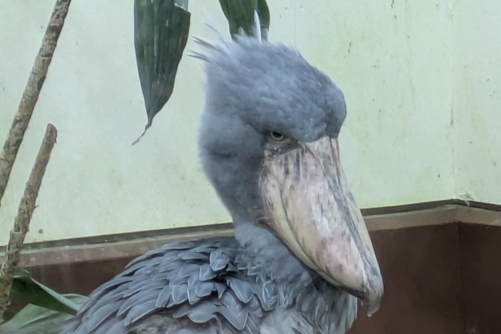 動かないハシビロコウの写真