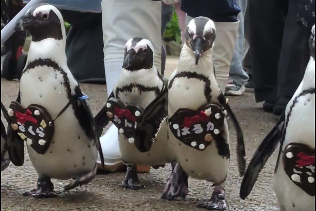 散歩中のペンギンの写真