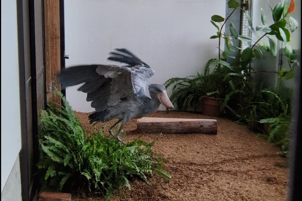 ハシビロコウが羽根を広げて飛ぼうとする写真